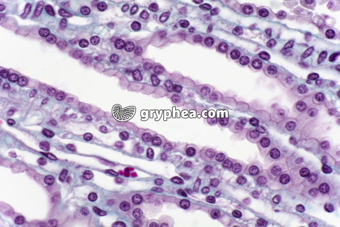 Rein tubules urinaires et capillaires sanguins CL x200 - gryphea.com